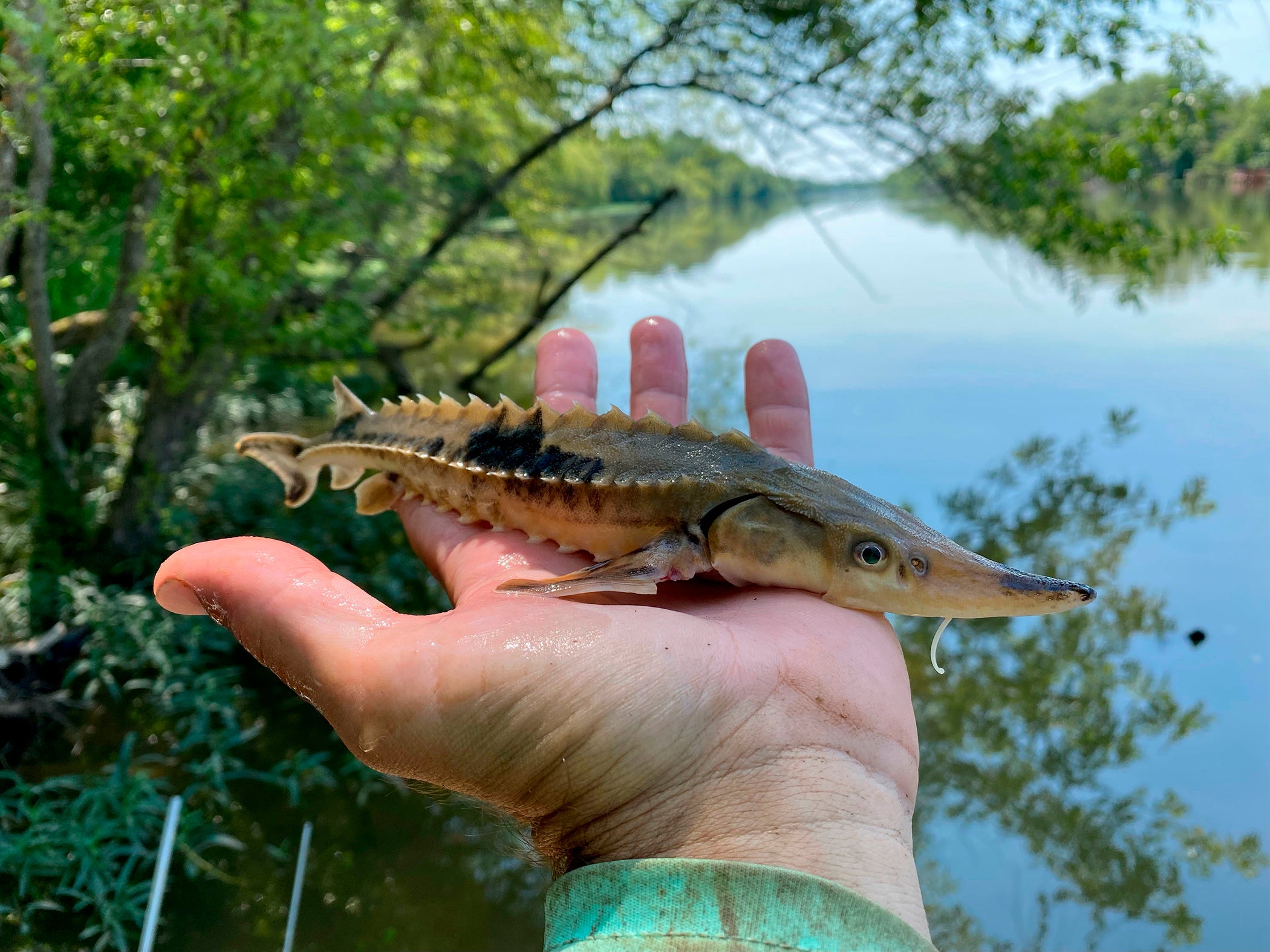 Lake Sturgeon Georgia