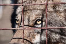 Foul play suspected as pack of wolves escapes zoo