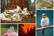 The controversial plan to help wildlife outrun climate disaster