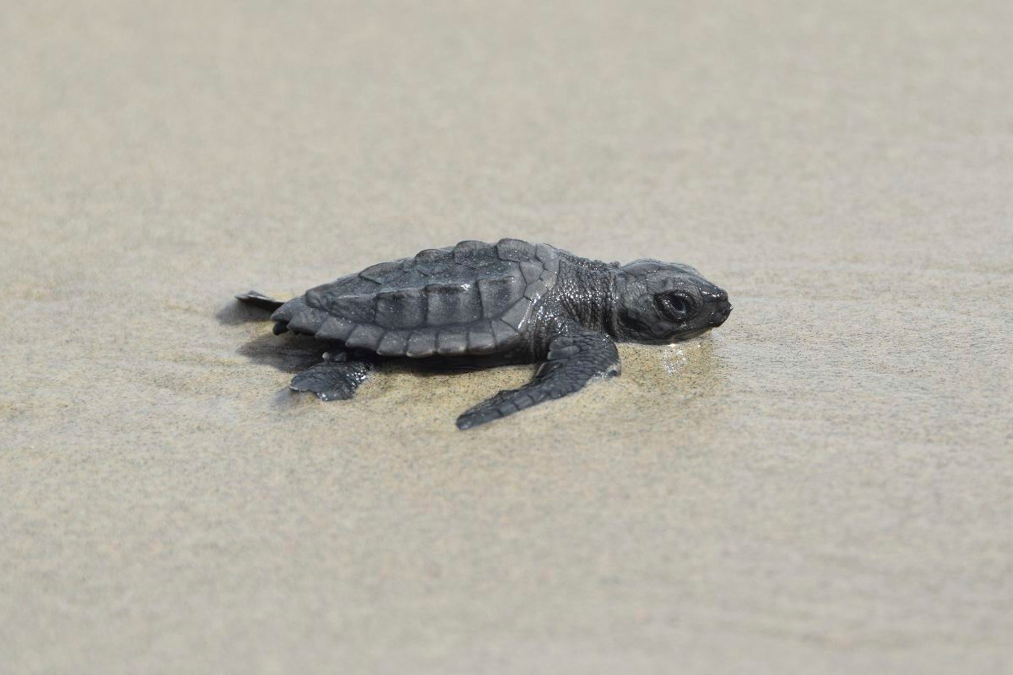 Kemp's ridley sea turtle nests 1st in 75 years in Louisiana