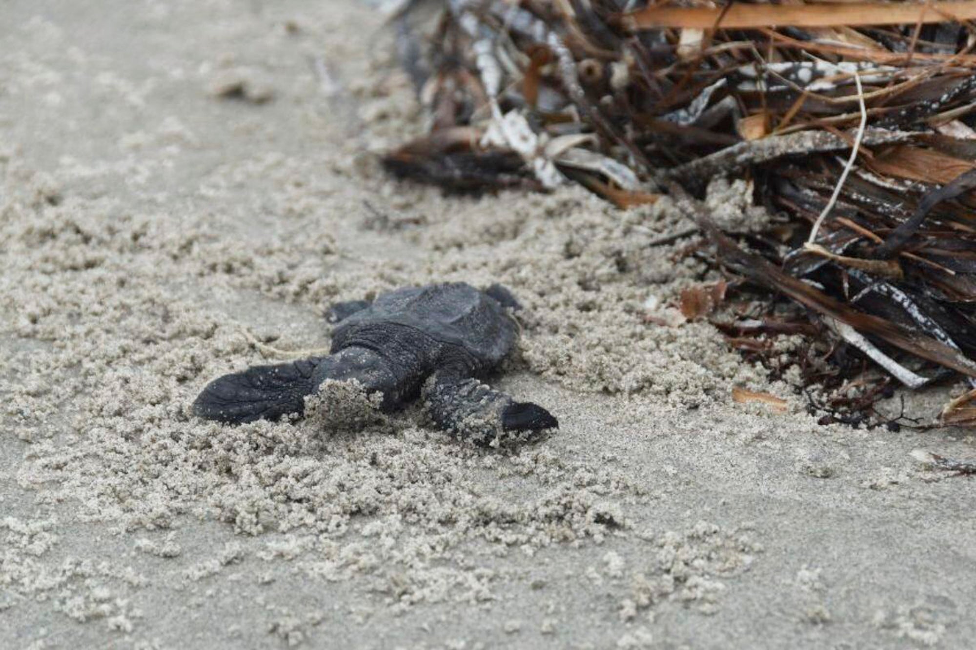 Sea Turtle Nests Louisiana