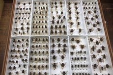 Bees increasingly stressed by climate change over the past 100 years – study