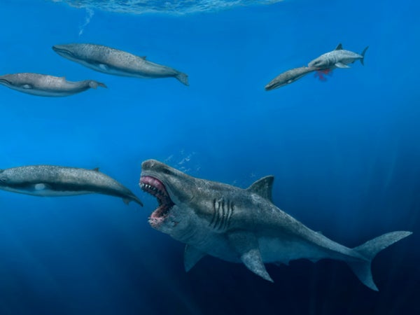 The 50ft megalodon weighed as much as 10 elephants