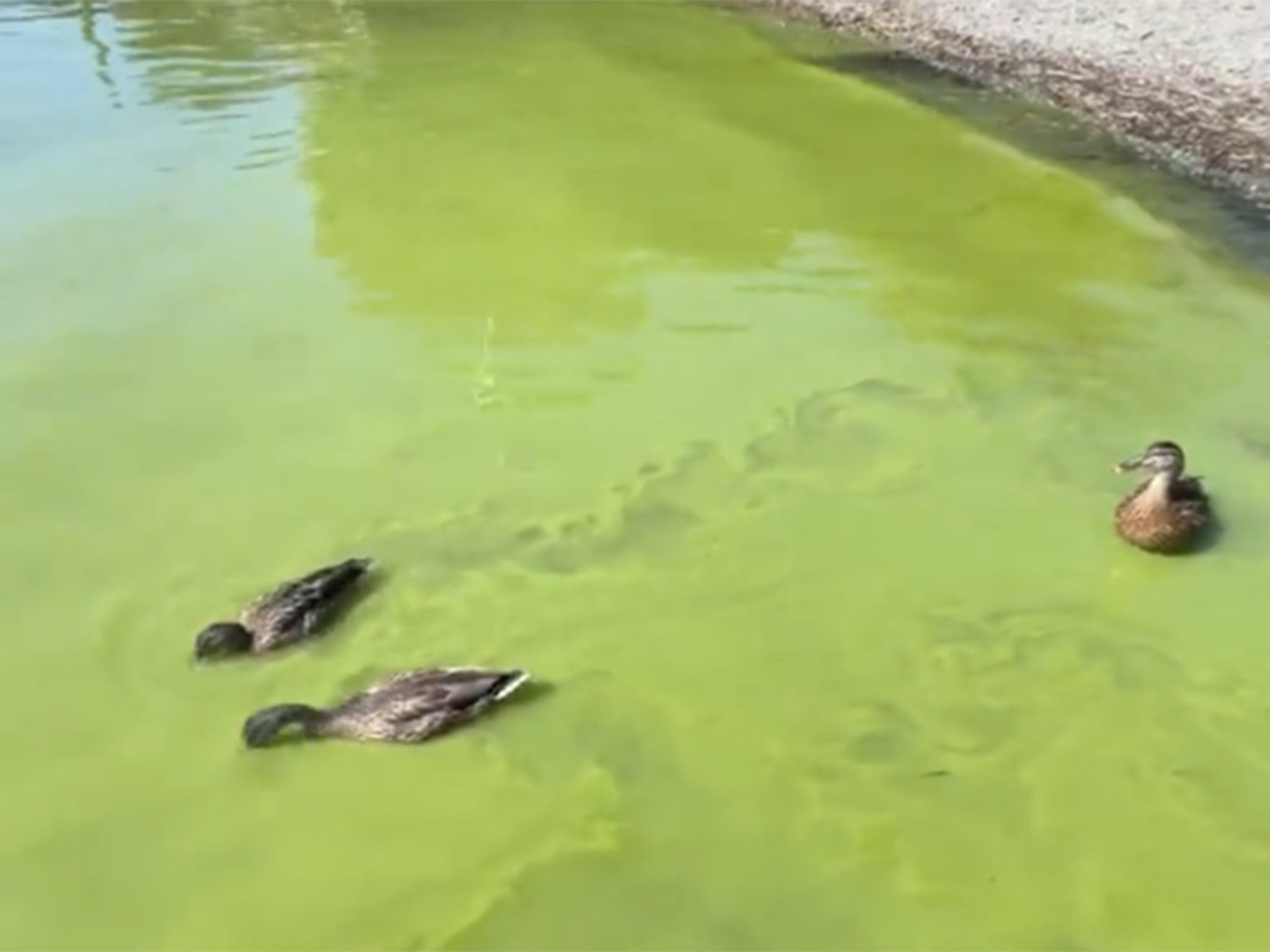 Ducks search for food among potentially toxic alage at Windermere last weekend