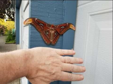 An atlas moth, one of the world’s largest moths, is seen in contrast to a man’s hand on a garage door in Bellevue, Washington