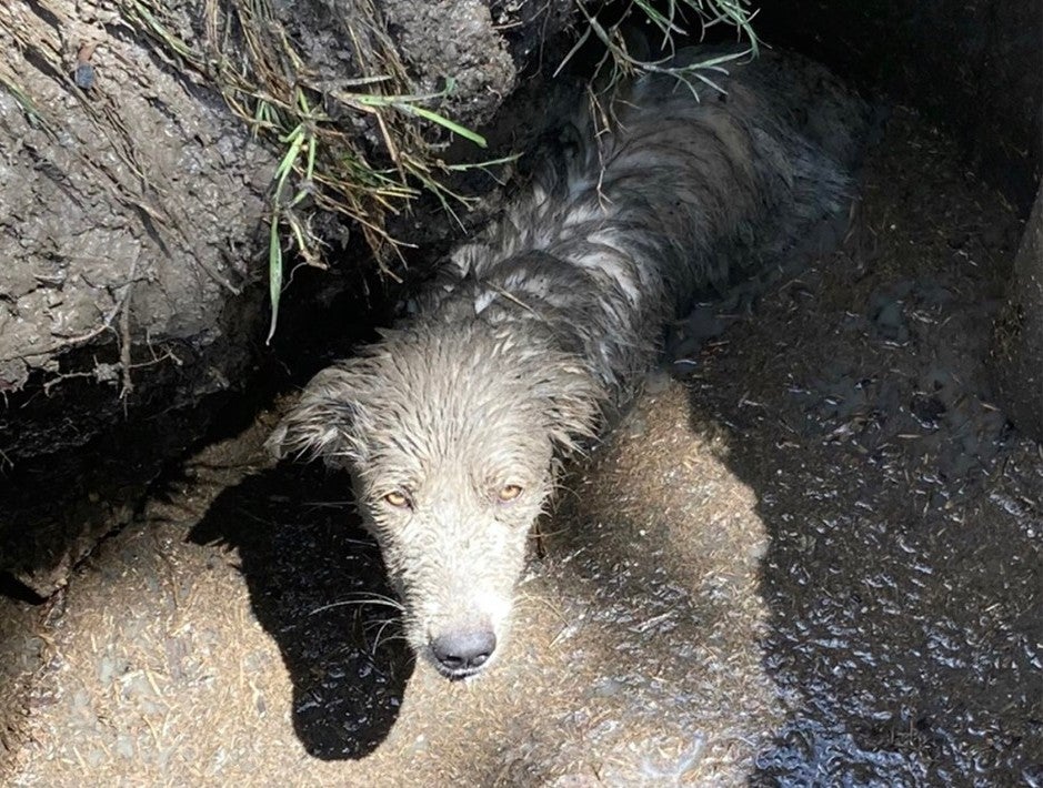 A puppy was rescued after being found stuck up to its chest in mud in sinkhole in Texas