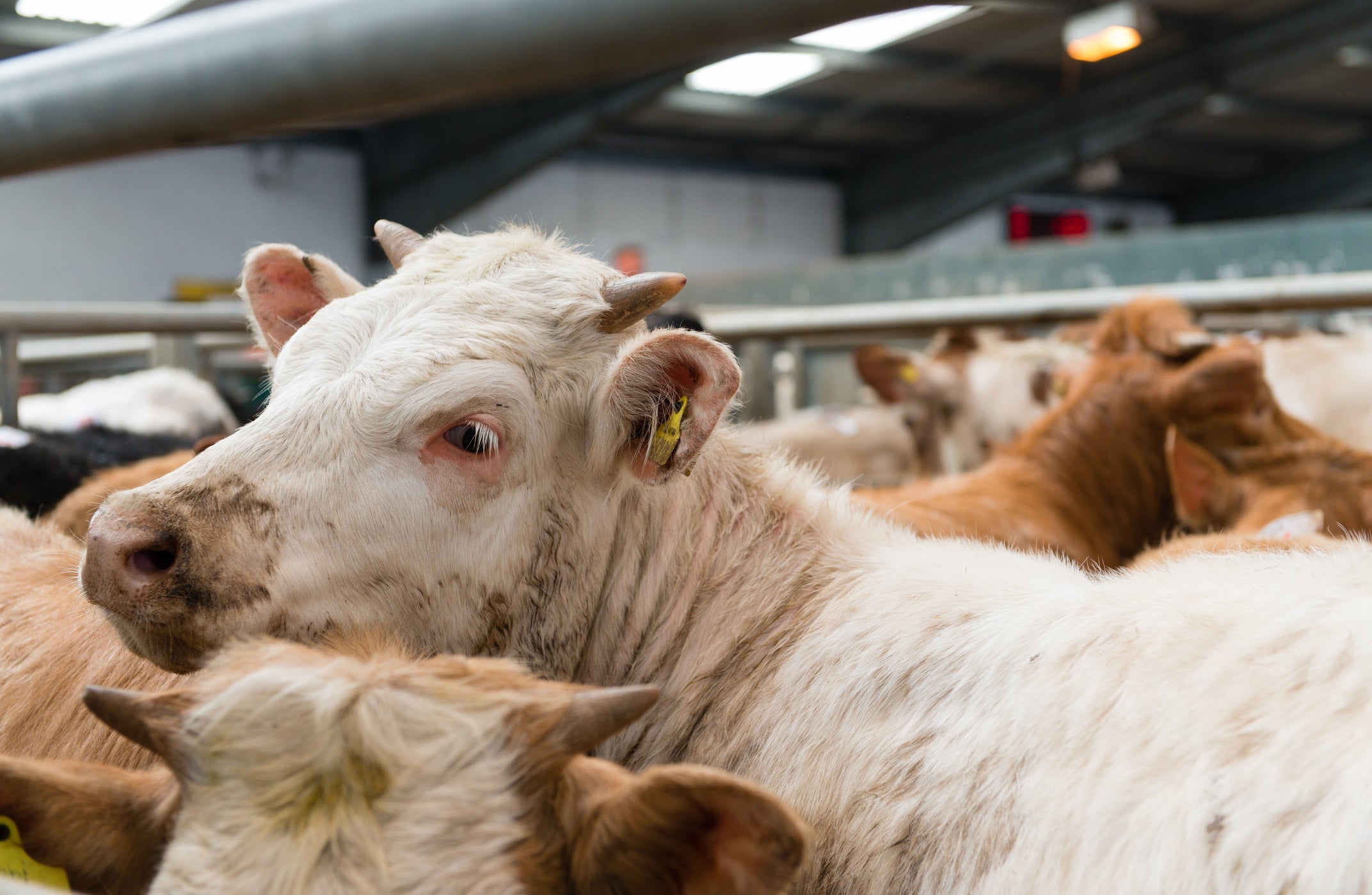 Cattle market: my family I felt very out of place