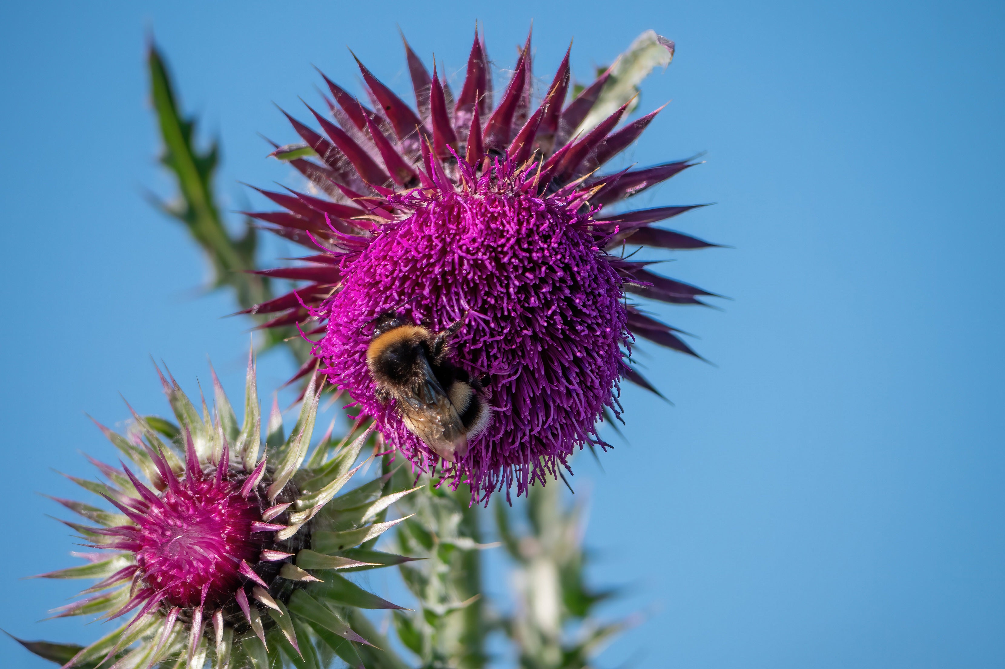 The South Downs National Park has seen a 72% rise in recorded bee populations and other pollinators since it launched its wildflower meadows projects (South Downs National Park Trust/PA)