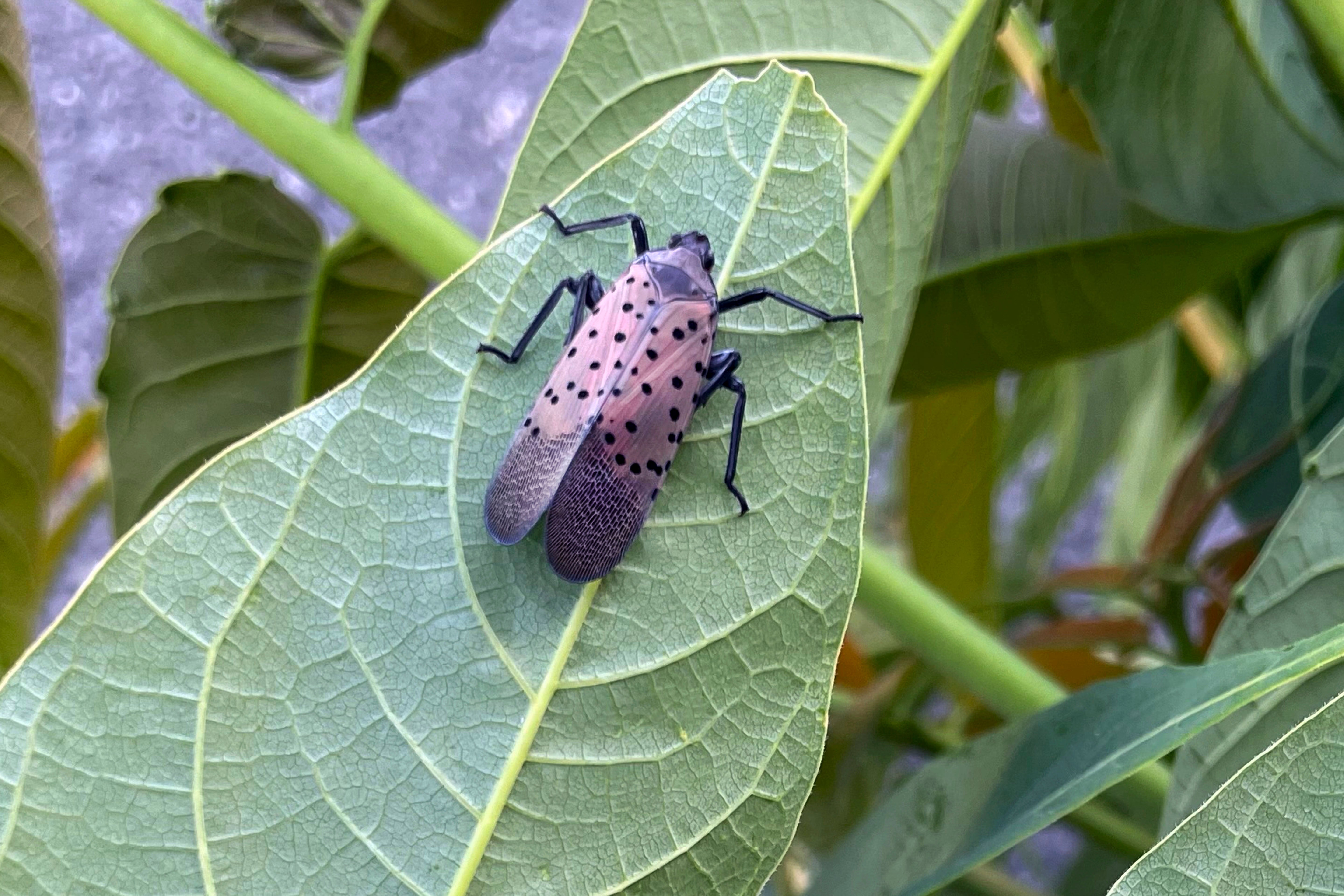 Stomp Spotted Lanternflies