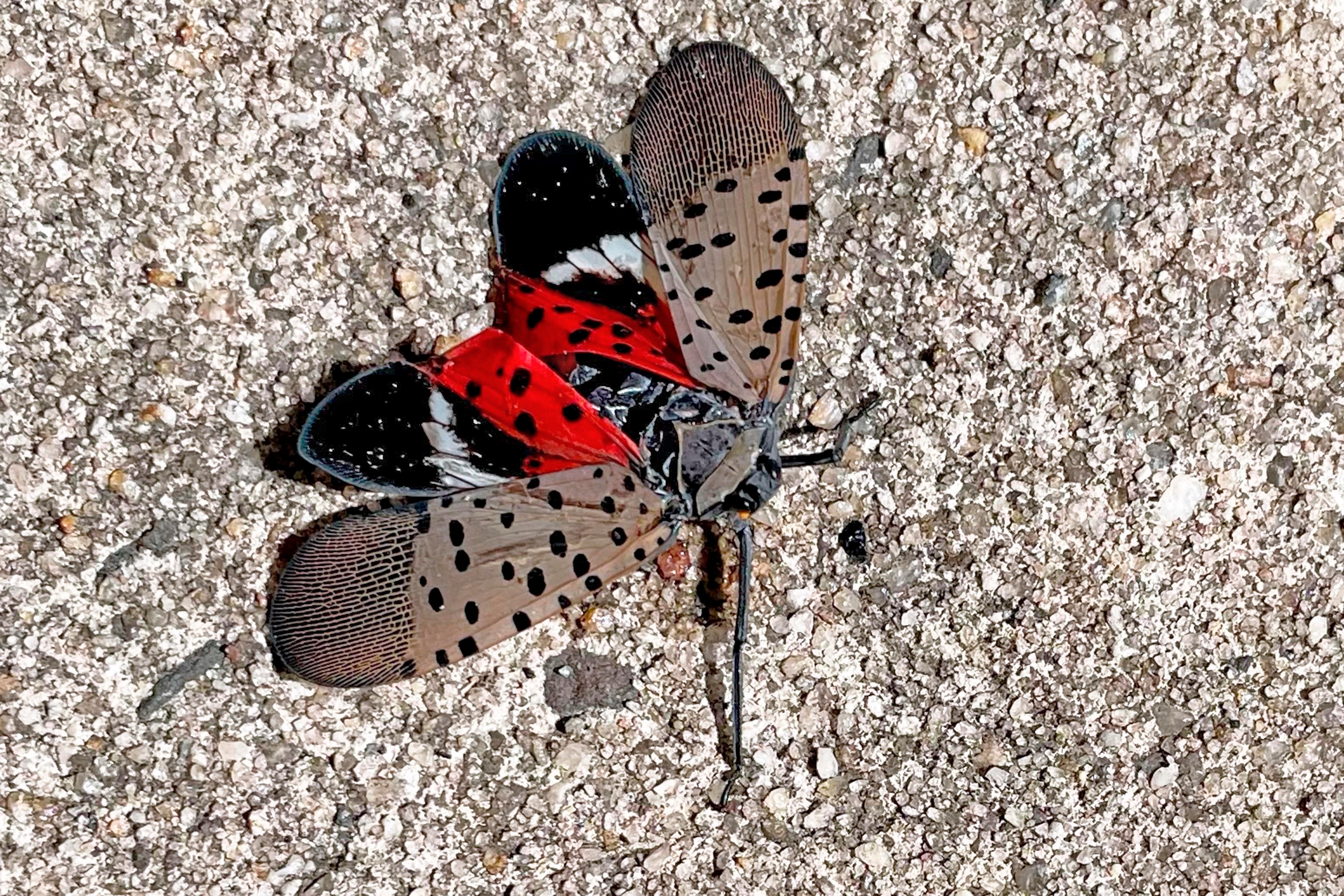 Spotted lanternflies have become an annual nuisance and pose a threat to crops