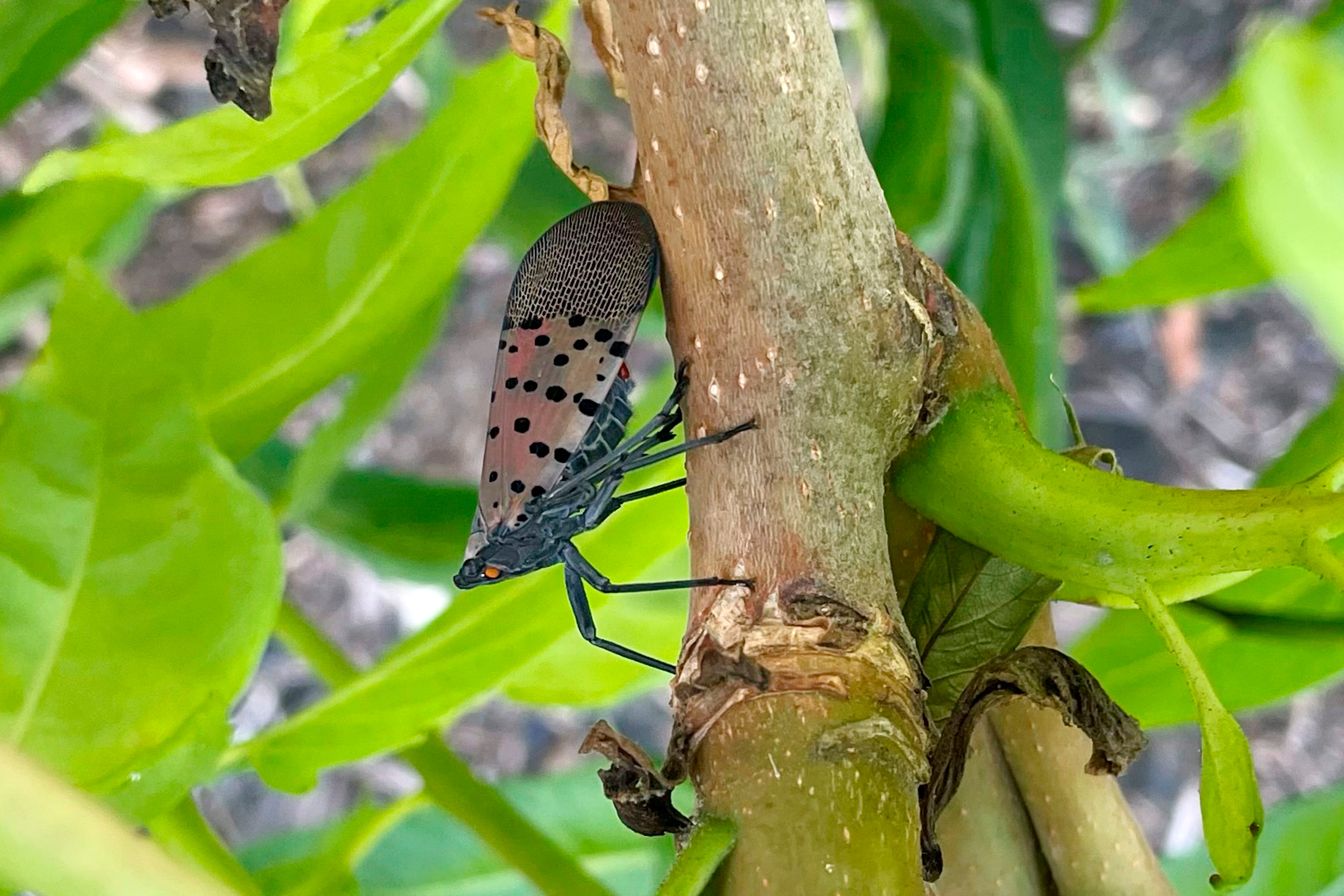 Stomp Spotted Lanternflies