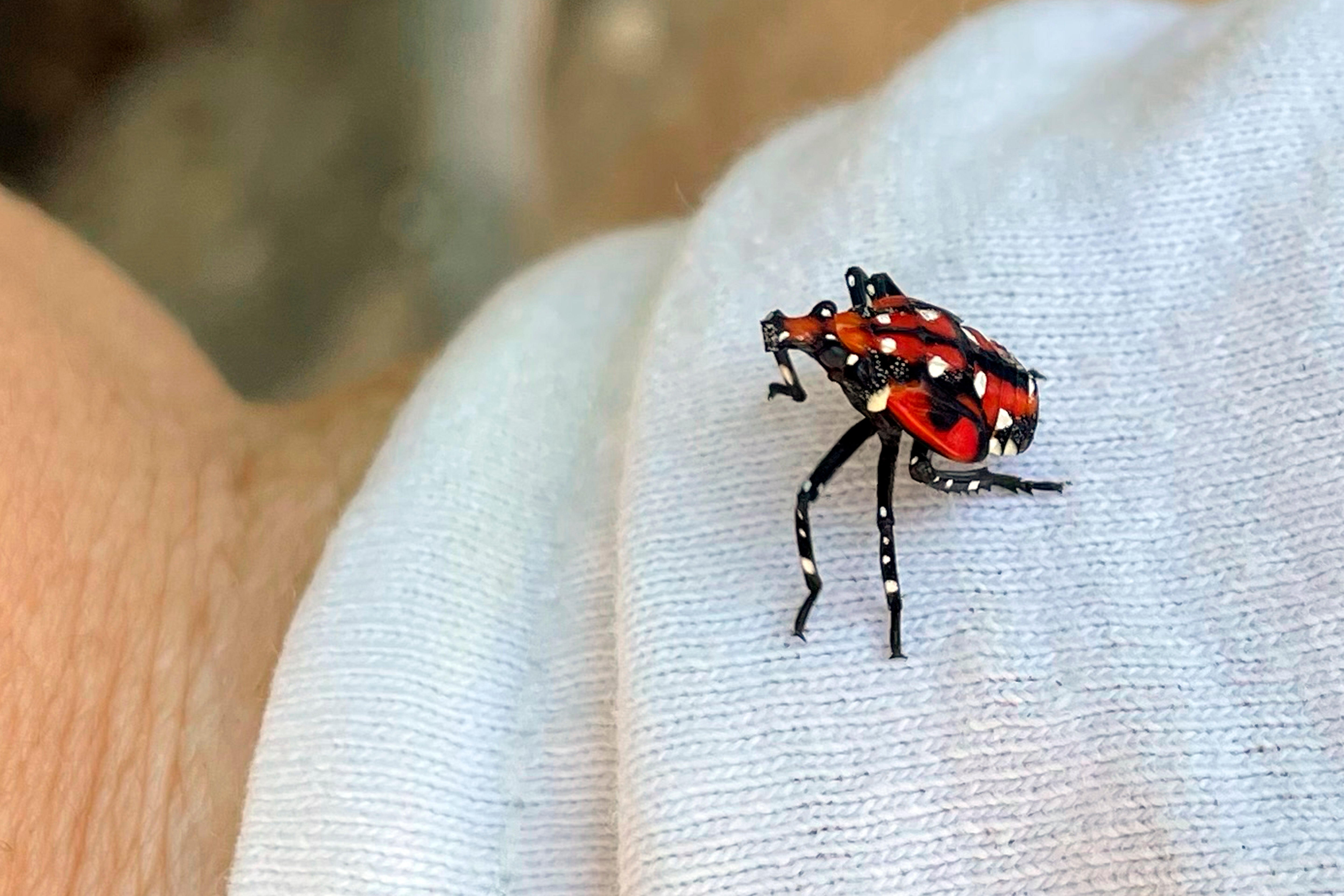 People are often urged to stomp Spotted Lanternflies
