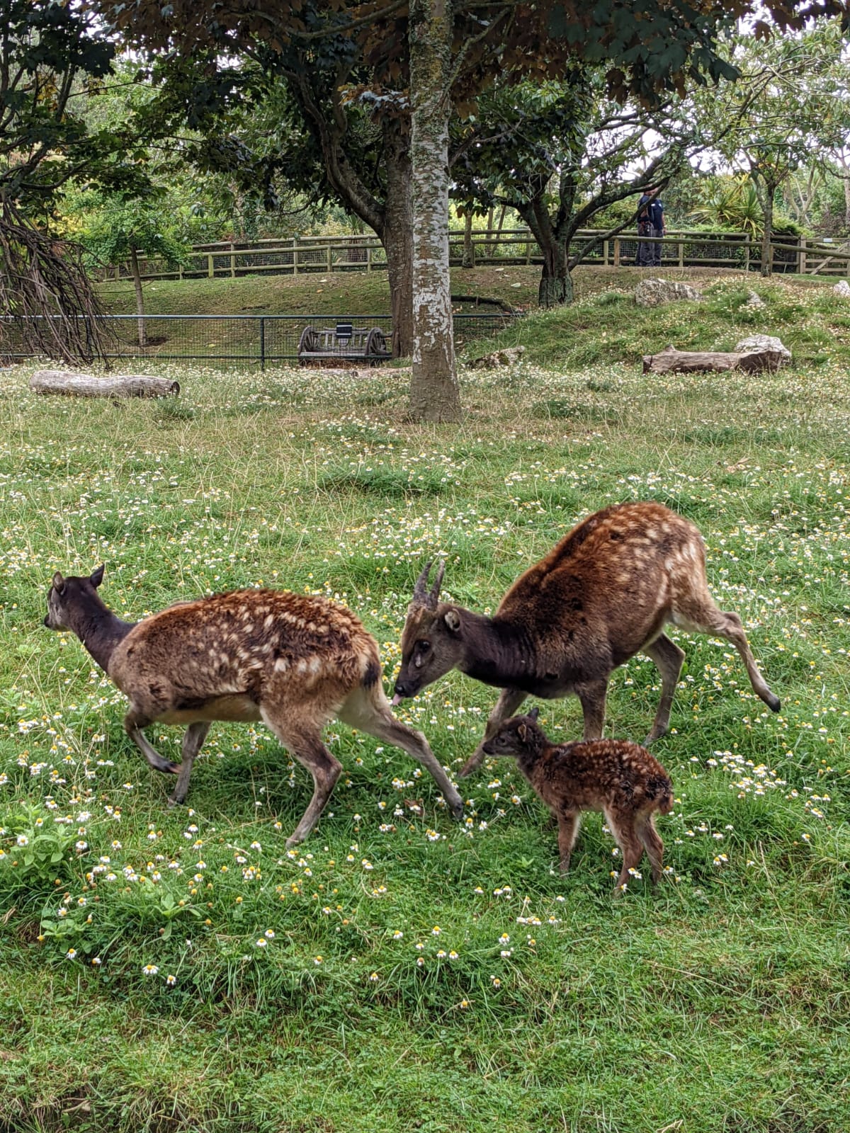 (Newquay Zoo/AP)