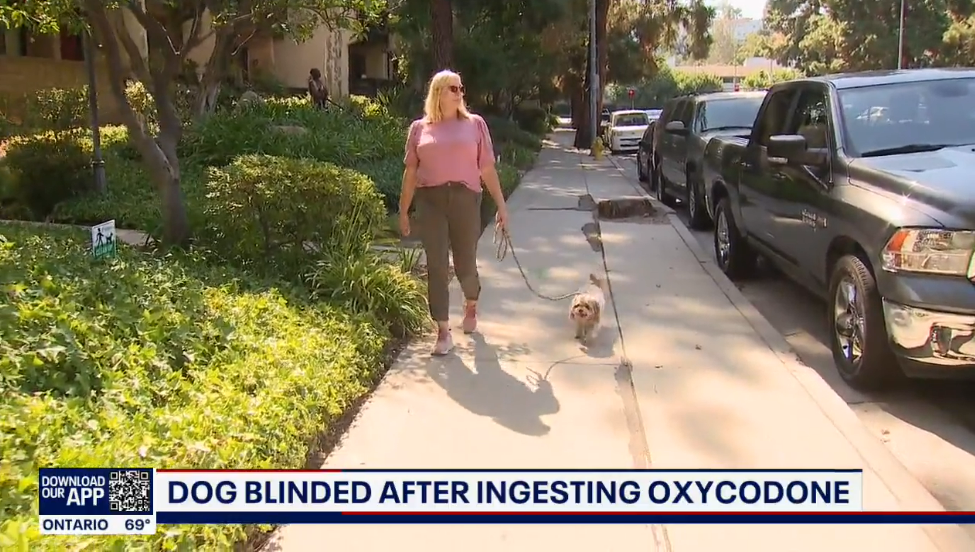 Lori Burns, the California owner of the dog Chance the Rapper, said that her dog ingested oxycodone while the pair were out for a walk, and her pet is now blind as a result