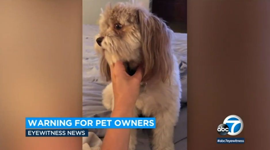 Dog owner Lori Burns says her dog, Chance the Rapper, is now blind after accidentally ingesting oxycodone while on a walk