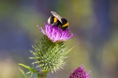 How to start rewilding your garden this autumn