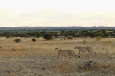 Namibia says it will not replace the cheetahs India rejected as part of translocation project