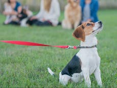 Unidentified virus killing dozens of puppies across Michigan