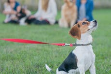 Unidentified virus killing dozens of puppies across Michigan