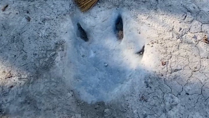 Dinosaur footprints from 113 million years ago revealed by Texas drought