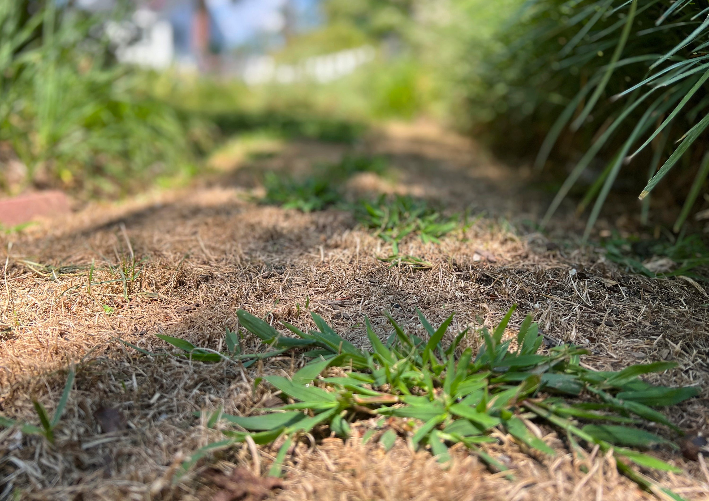 Gardening Stressed Lawns