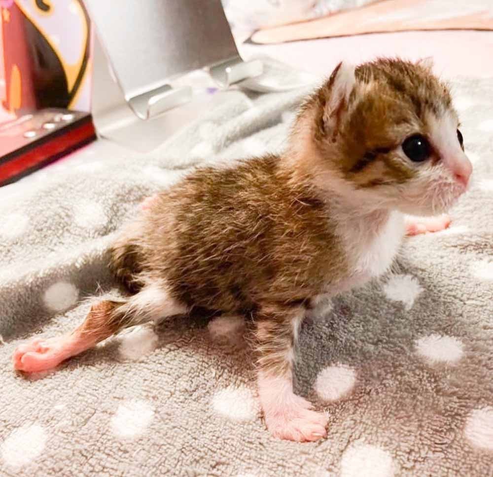 Aoife uses her front paws to crawl around. (Collect/PA Real Life)