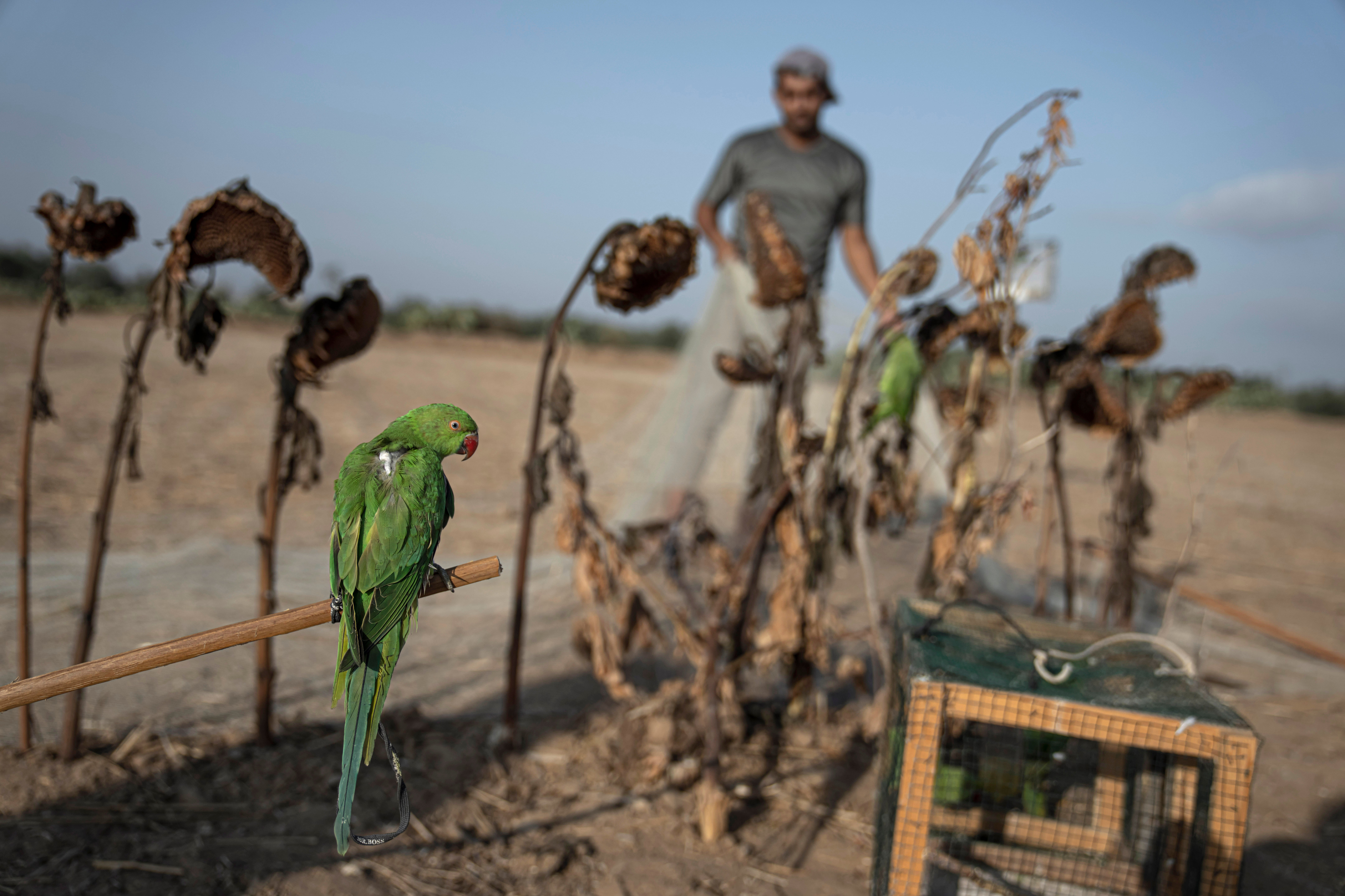 Gaza Bird Catchers