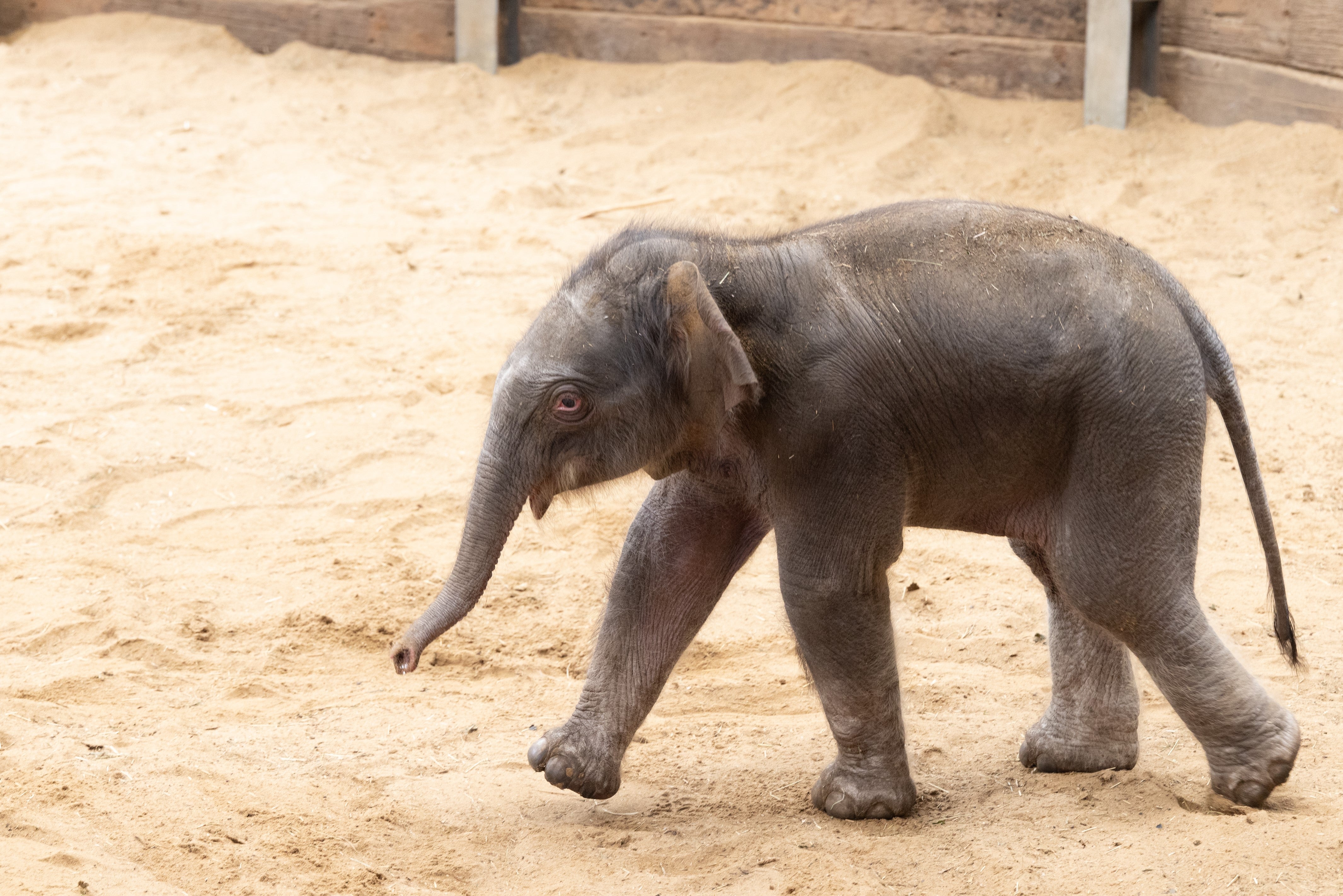 Zookeepers at Whipsnade Zoo in Bedfordshire welcomed a new calf on Monday (ZSL Whipsnade Zoo)