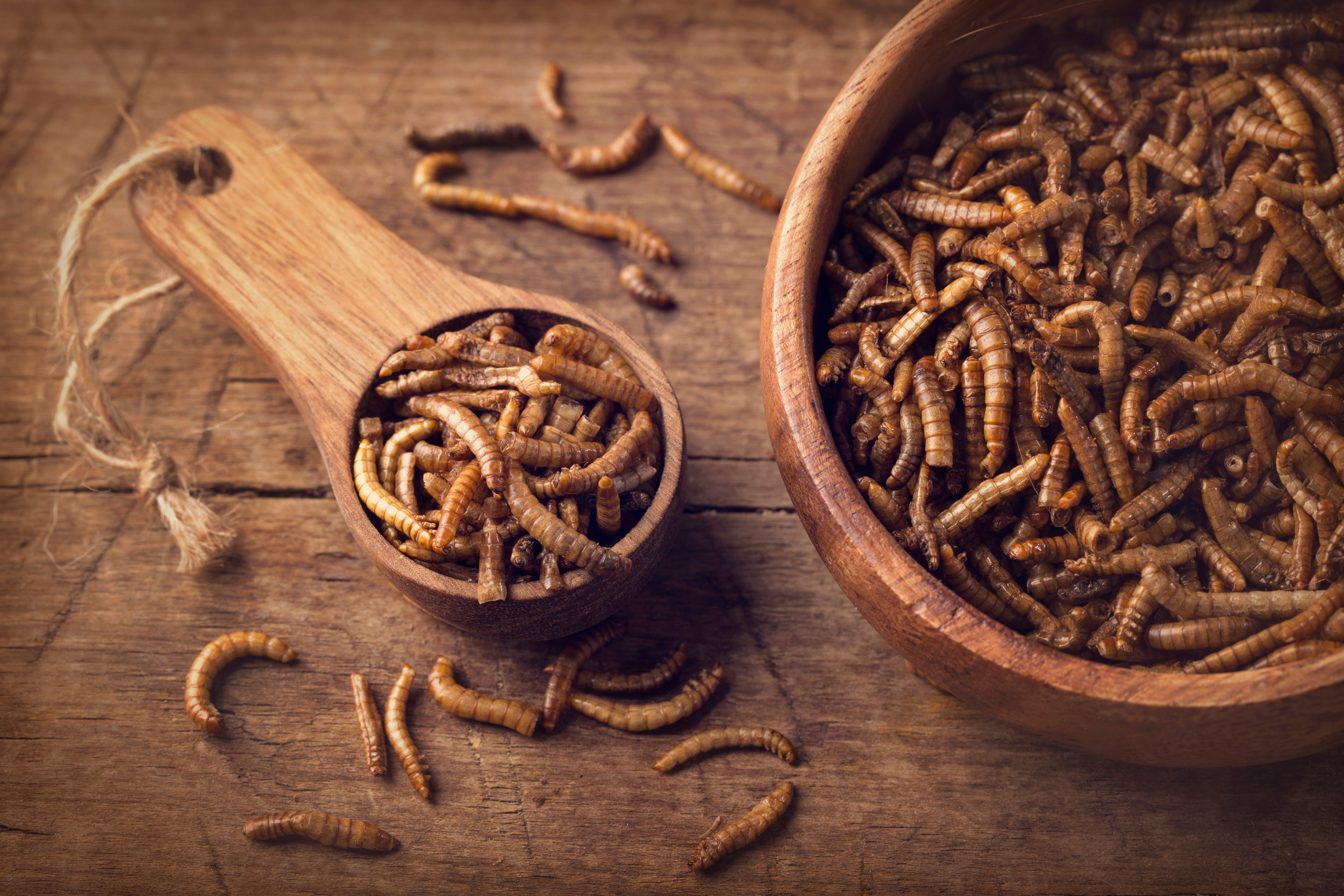 Insects could be made into seasonings and other food products, say researchers