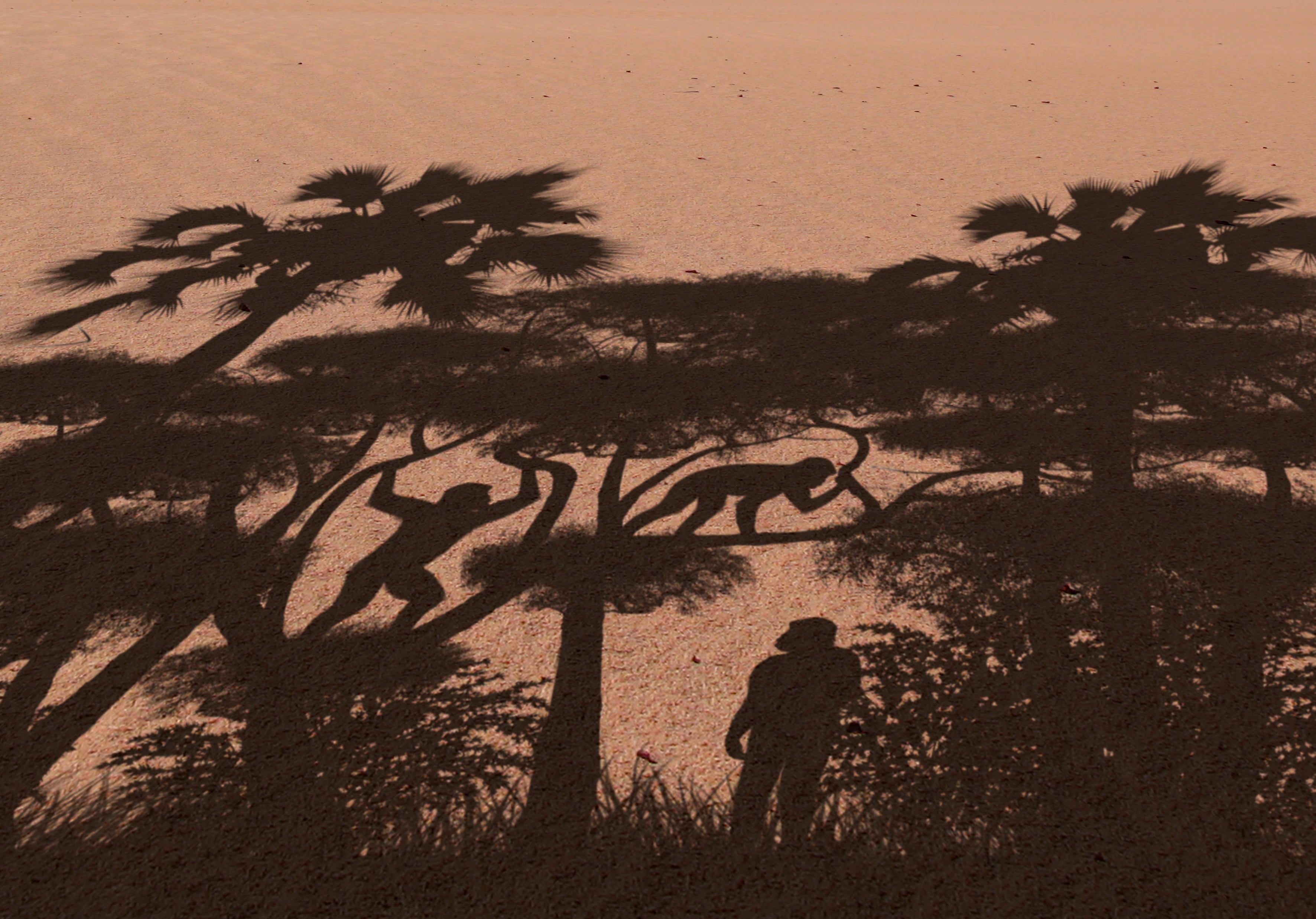 Human ancestors started walking upright on two feet over seven million years ago, study suggests