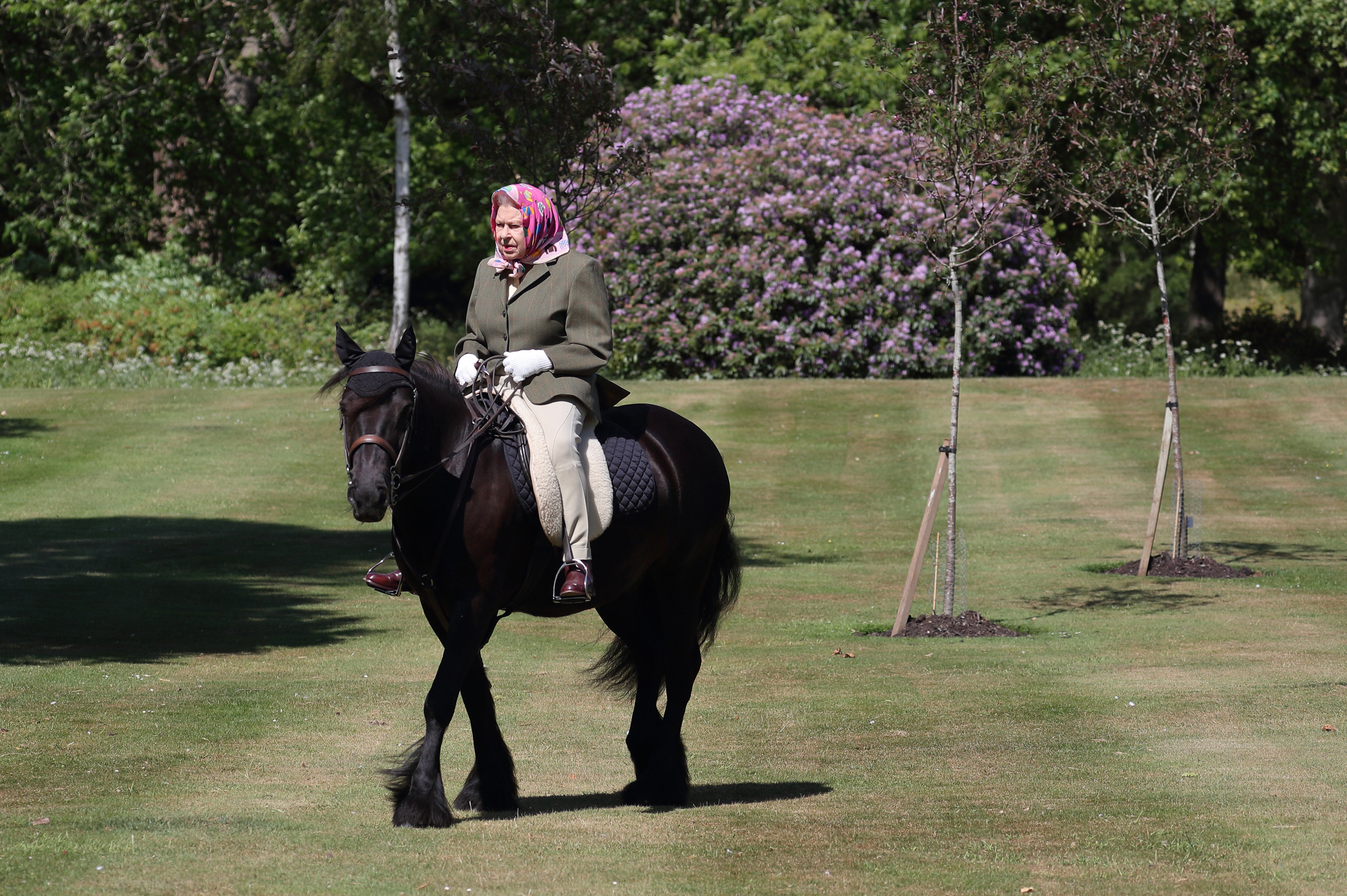 Queen Elizabeth II rides Balmoral Fern, a 14-year-old Fell Pony, in Windsor Home Park over the weekend of May 30 and May 31, 2020 in Windsor, England