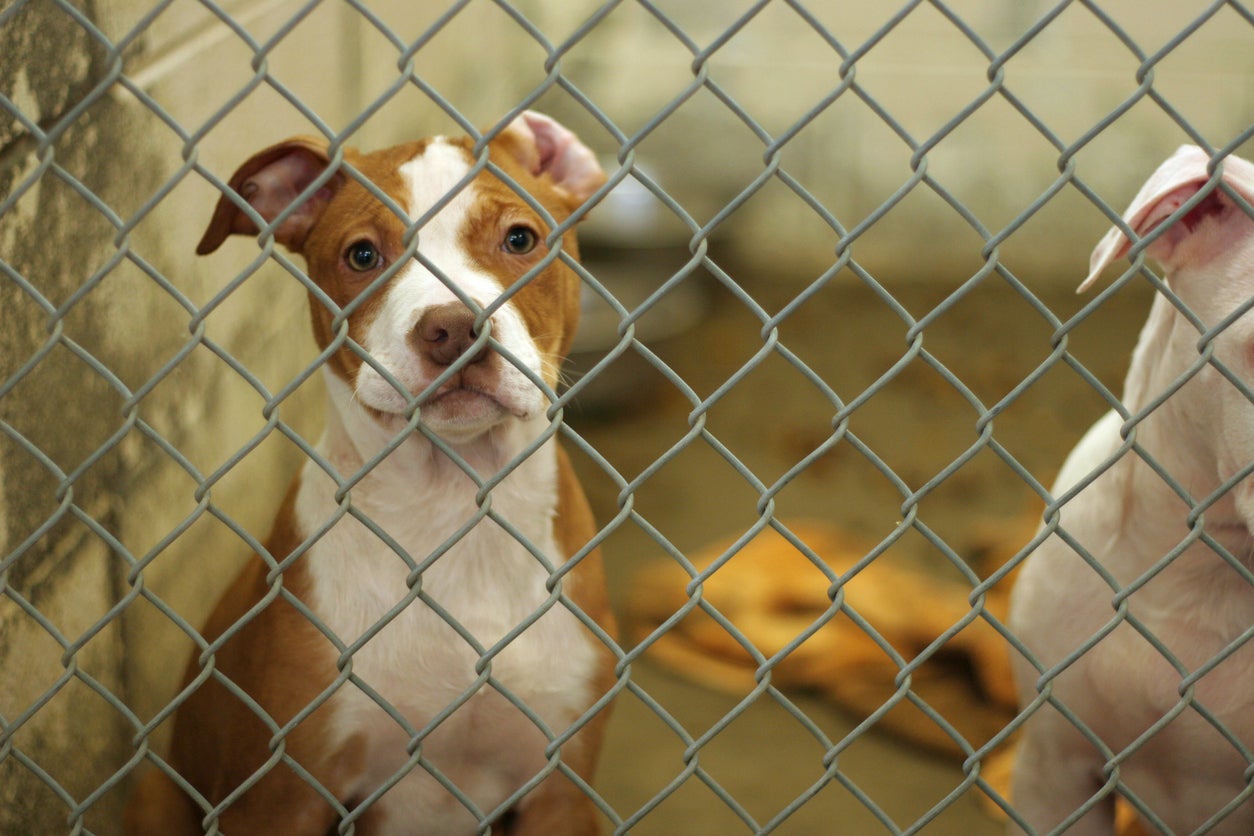 A dog in a shelter waits to be matched with an owner