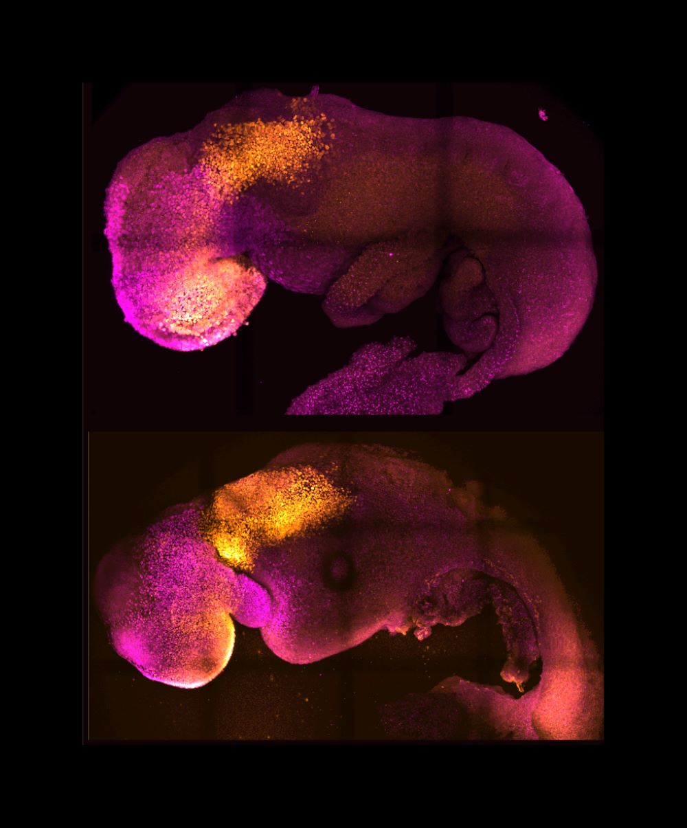 Natural and synthetic embryos (Amadei and Handford/University of Cambridge)