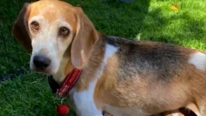 Meghan Markle and Prince Harry adopt beagle rescued from facility