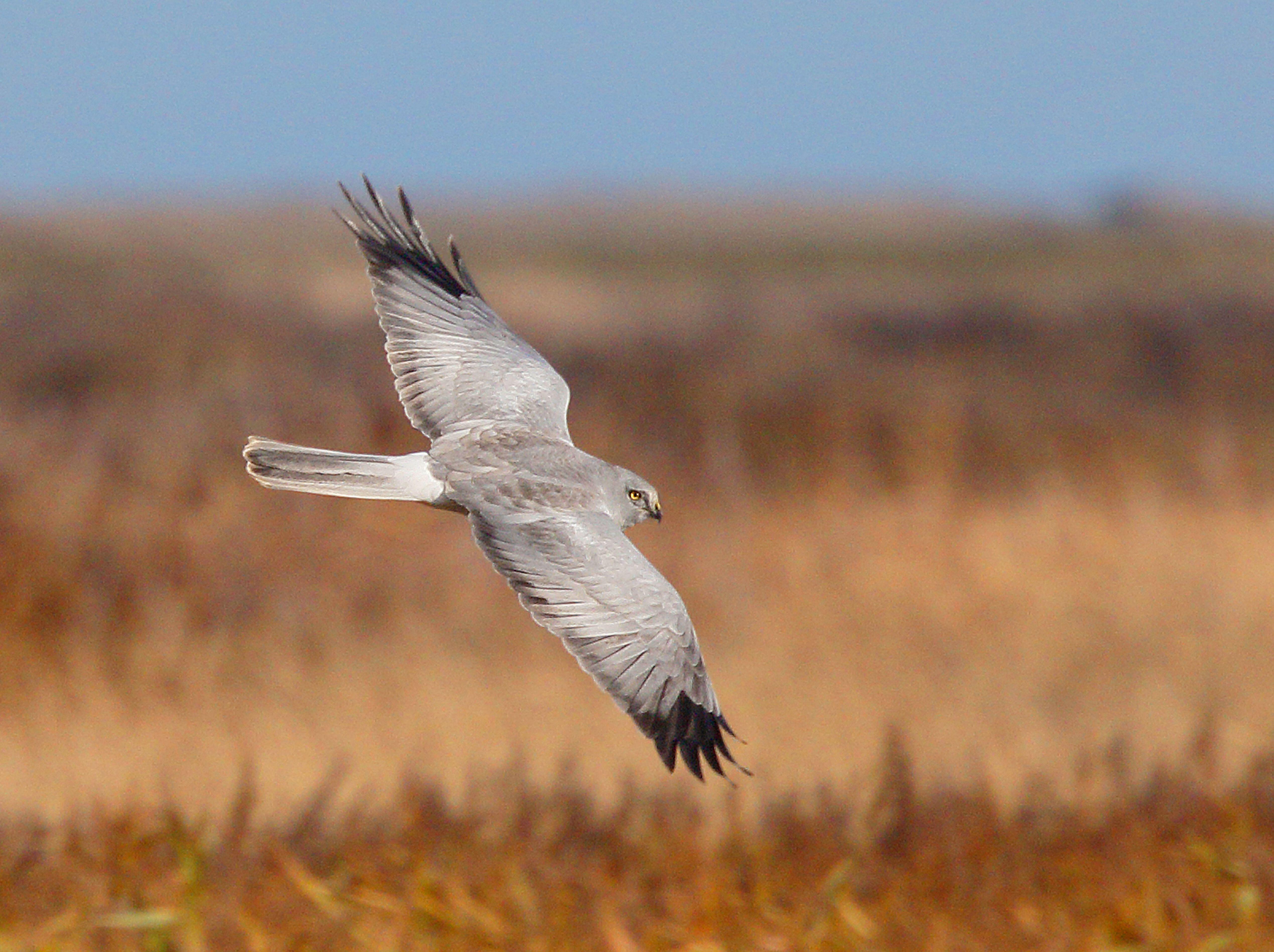 A male hen harrier in flight (Alamy/PA)