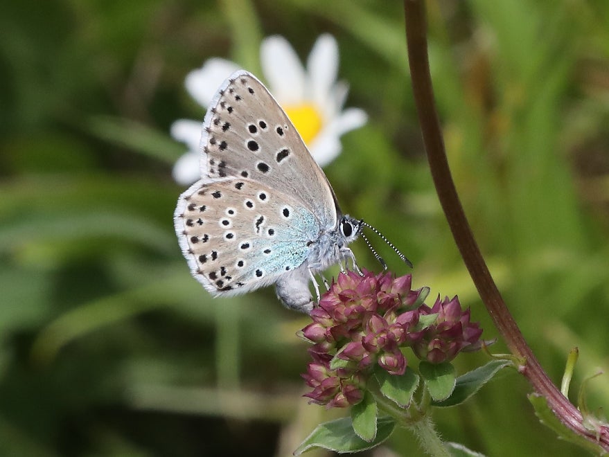 The blue butterfly now has a population of around 750,000 in Britain