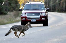 Cry wolf? Debate over presence of wolves in Northeast