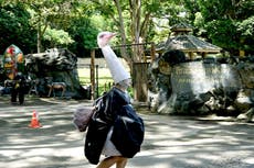 Man dressed as ostrich runs amok in Thailand zoo in animal escape drill