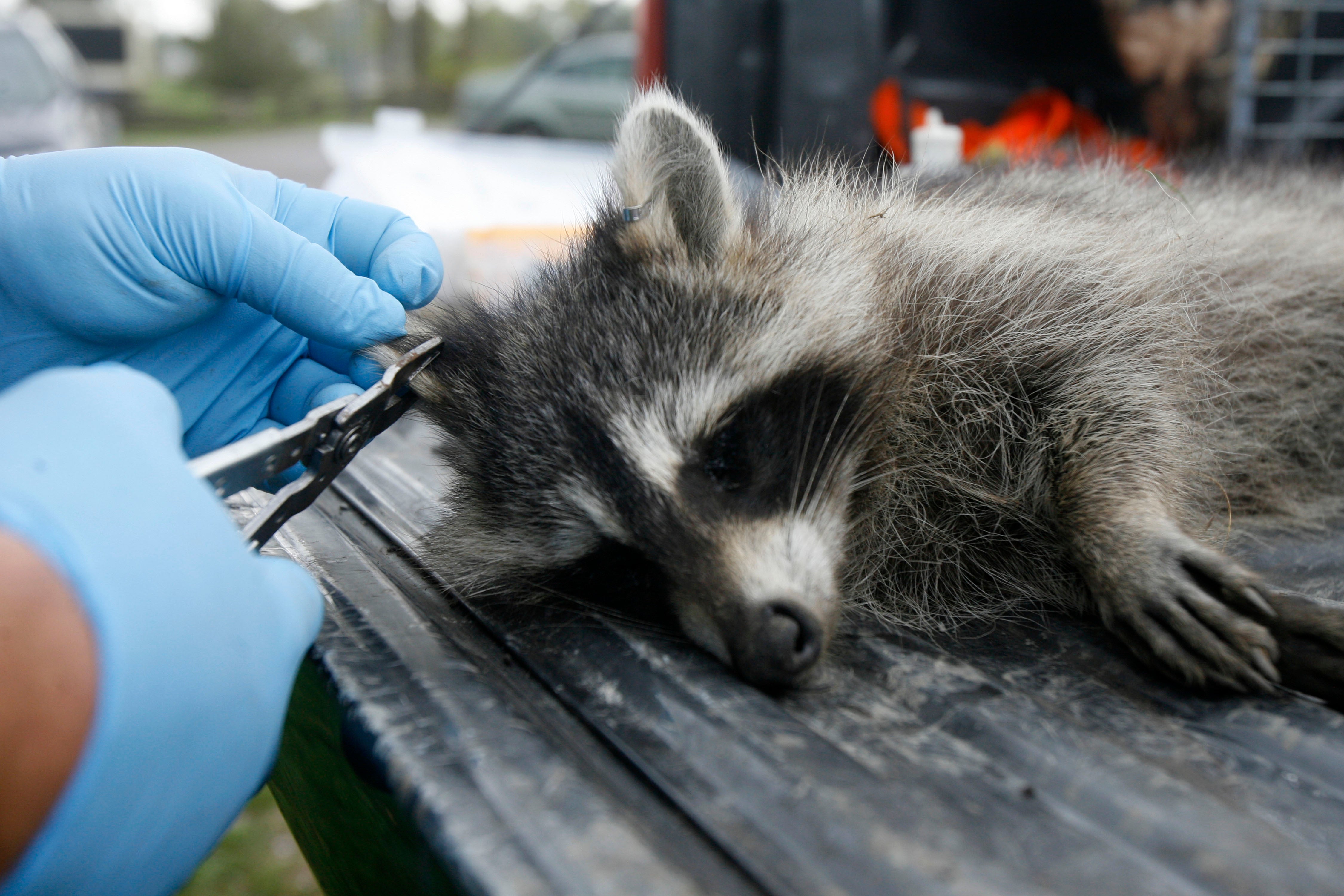 Wildlife Rabies Vaccine