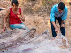 Large dinosaur skeleton found in man’s back garden in Portugal