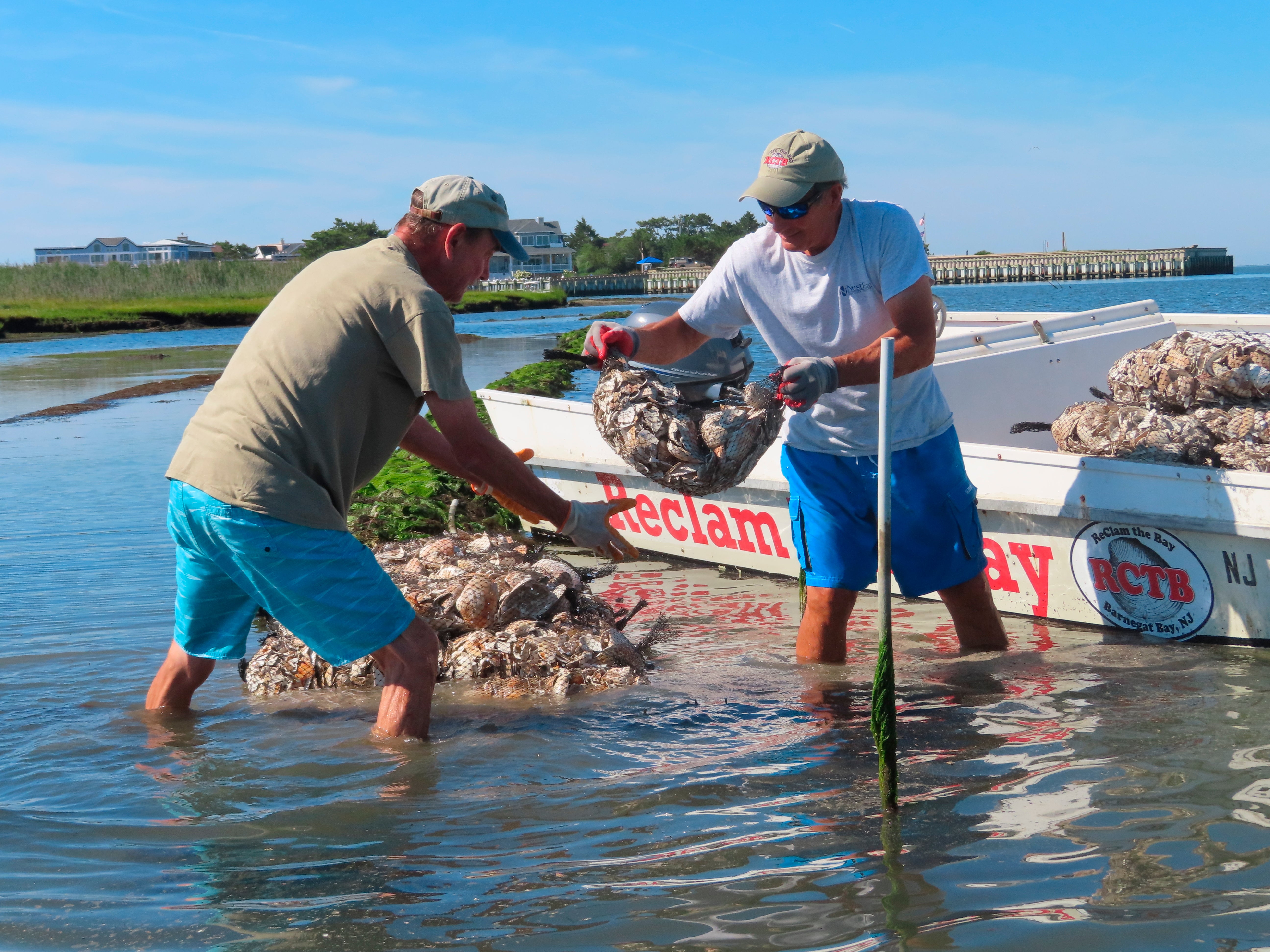 Workers place bags of shells containing baby oysters into the water in Beach Haven, N.J. on Aug. 19, 2022 as part of a project to stabilize the shoreline by establishing oyster colonies to blunt the force of incoming waves