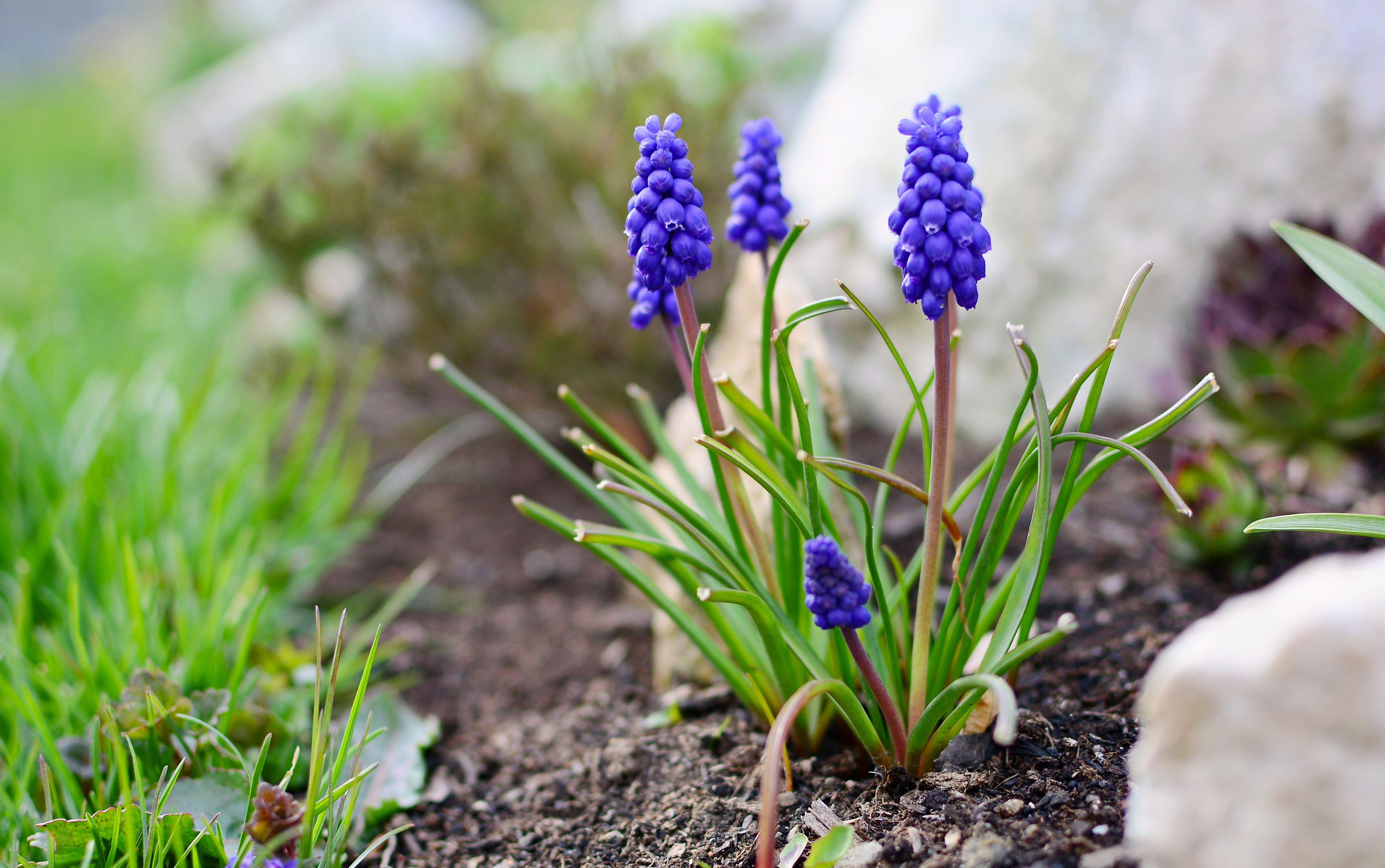 Grape hyacinths (muscari) (Alamy/PA)