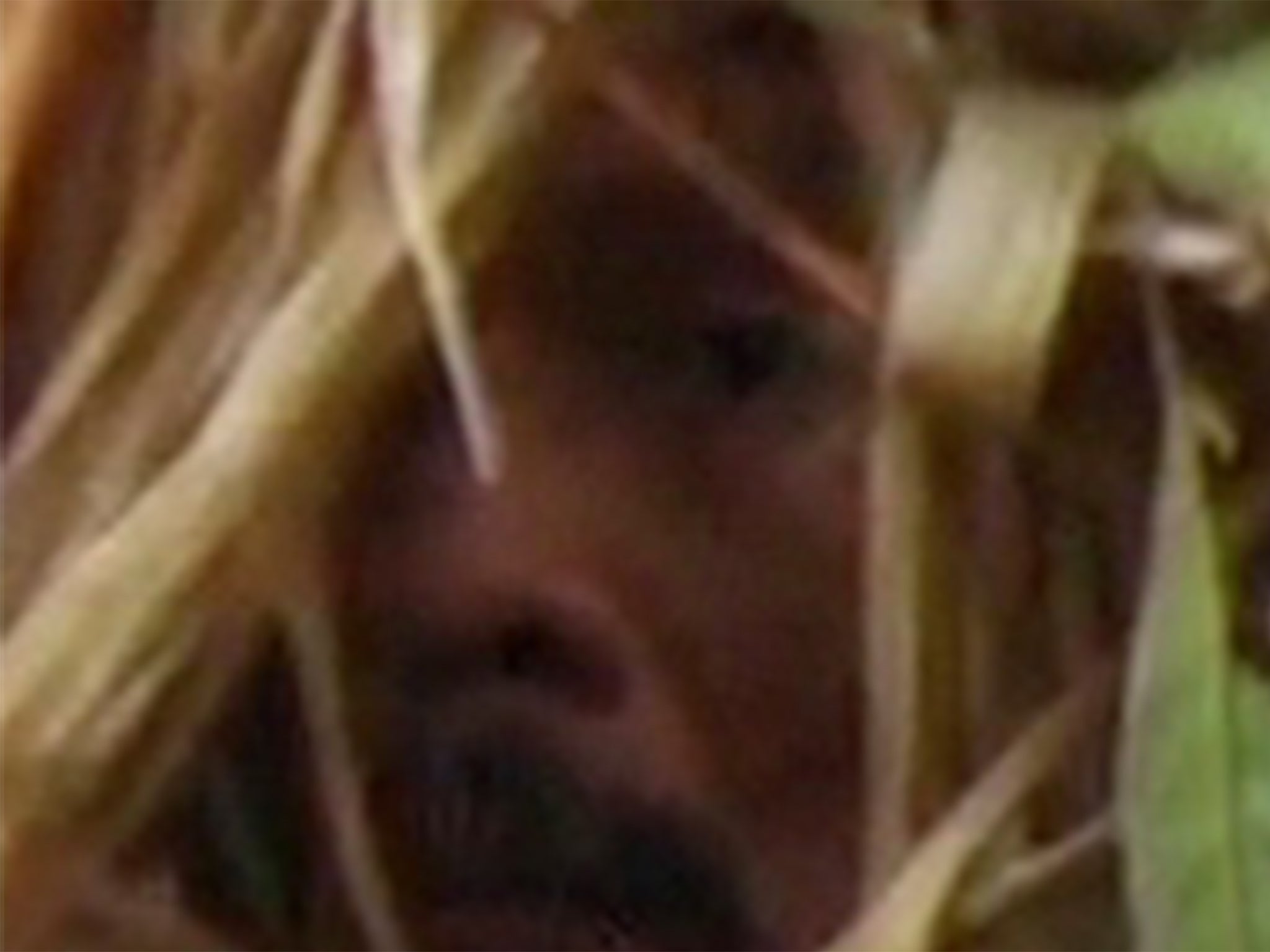 ‘Man of the hole’: glimpse of his face as captured in a 2009 documentary