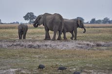 Animals with long lifespan and fewer offspring less vulnerable to climate change, study suggests