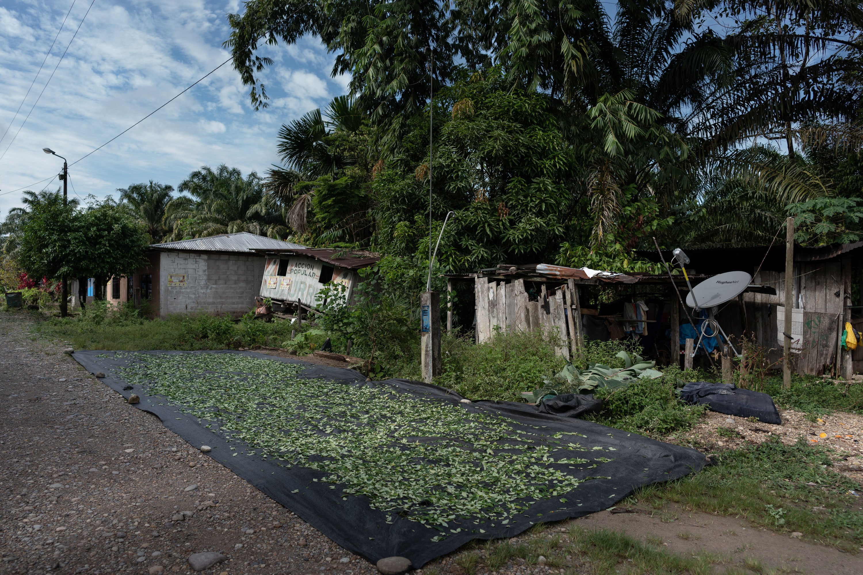 Coca leaves dry in the sun in Yamino