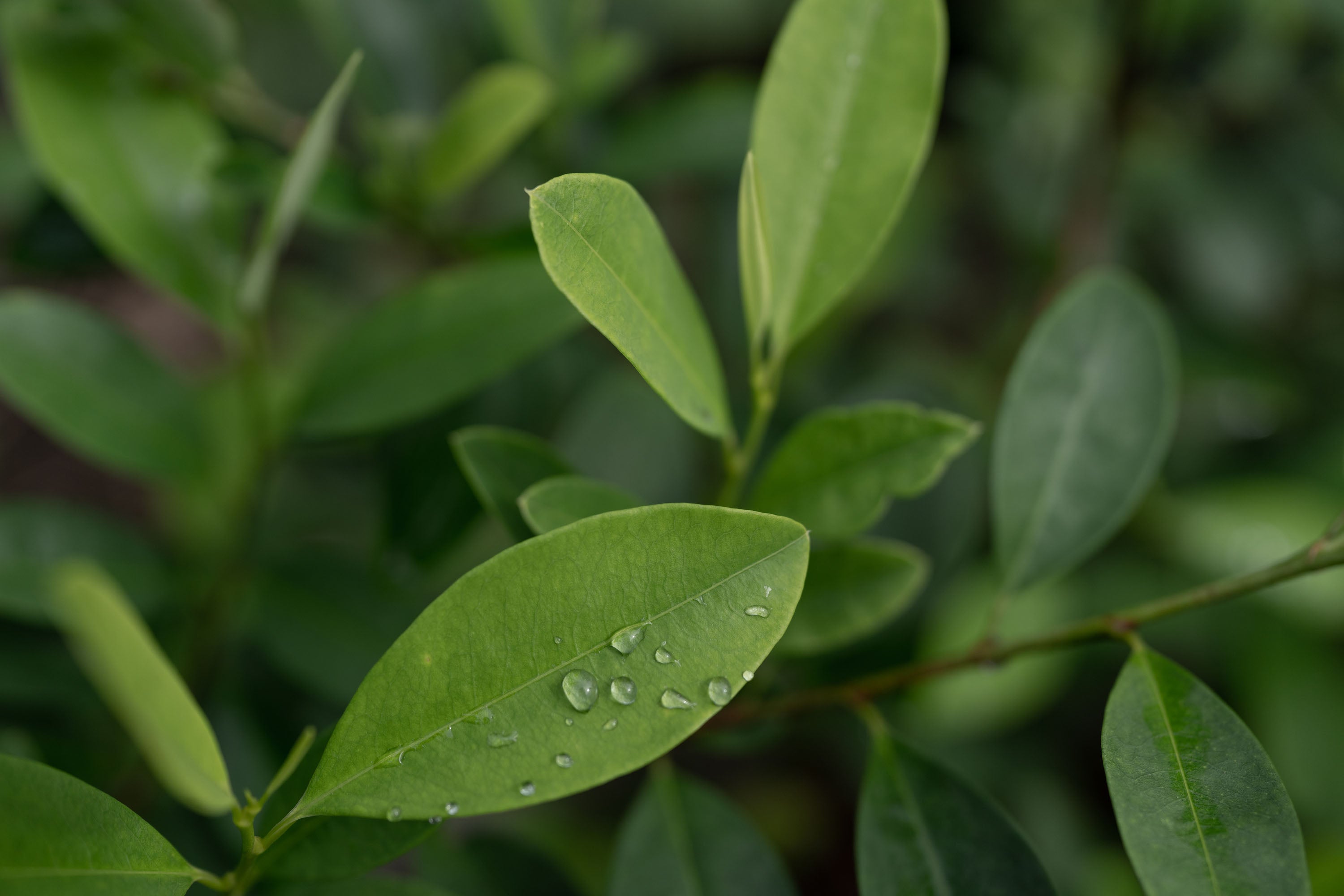 A coca plantation in Ucayali