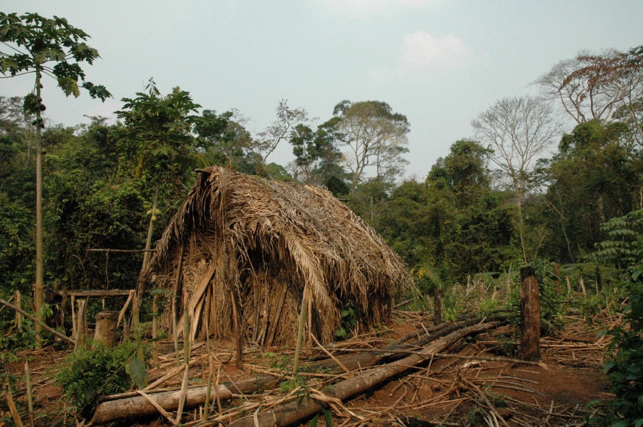 A thatched hut on Tanaru territory thought to have been built by ‘Man of the Hole’