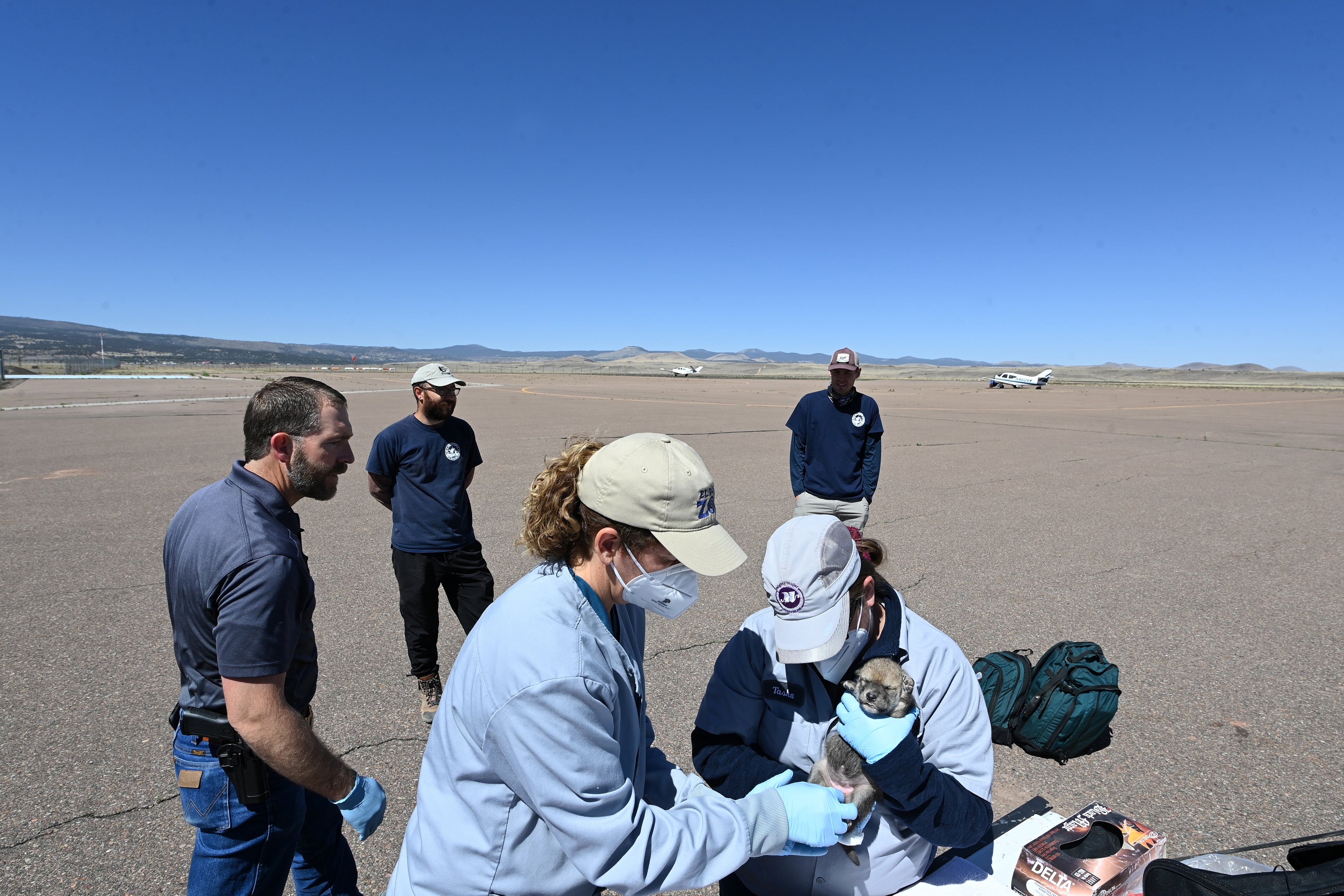 Milne and Bretz prepare to feed one of three pups at Springerville municipal airport