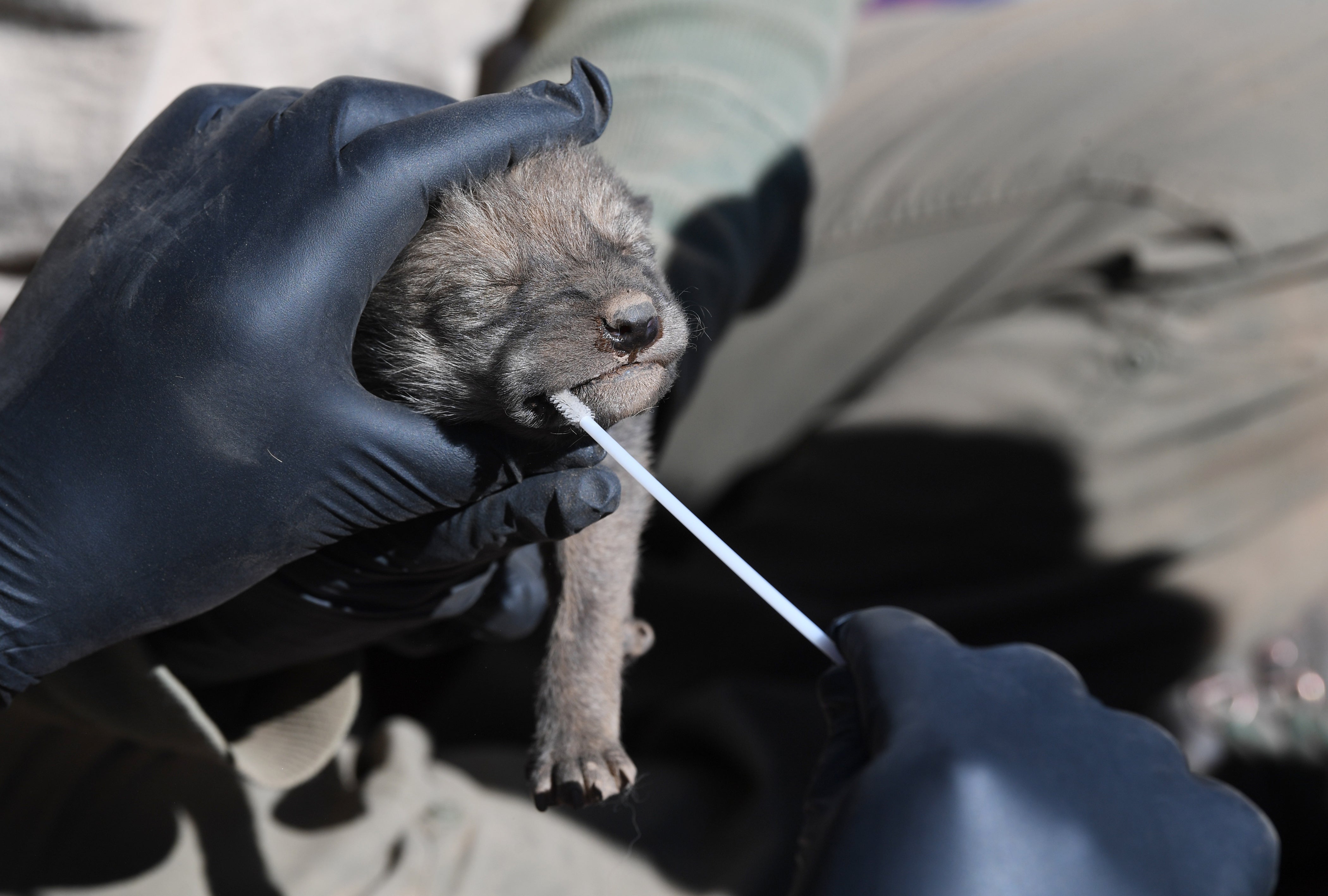 A Mexican grey wolf pup has a sample taken