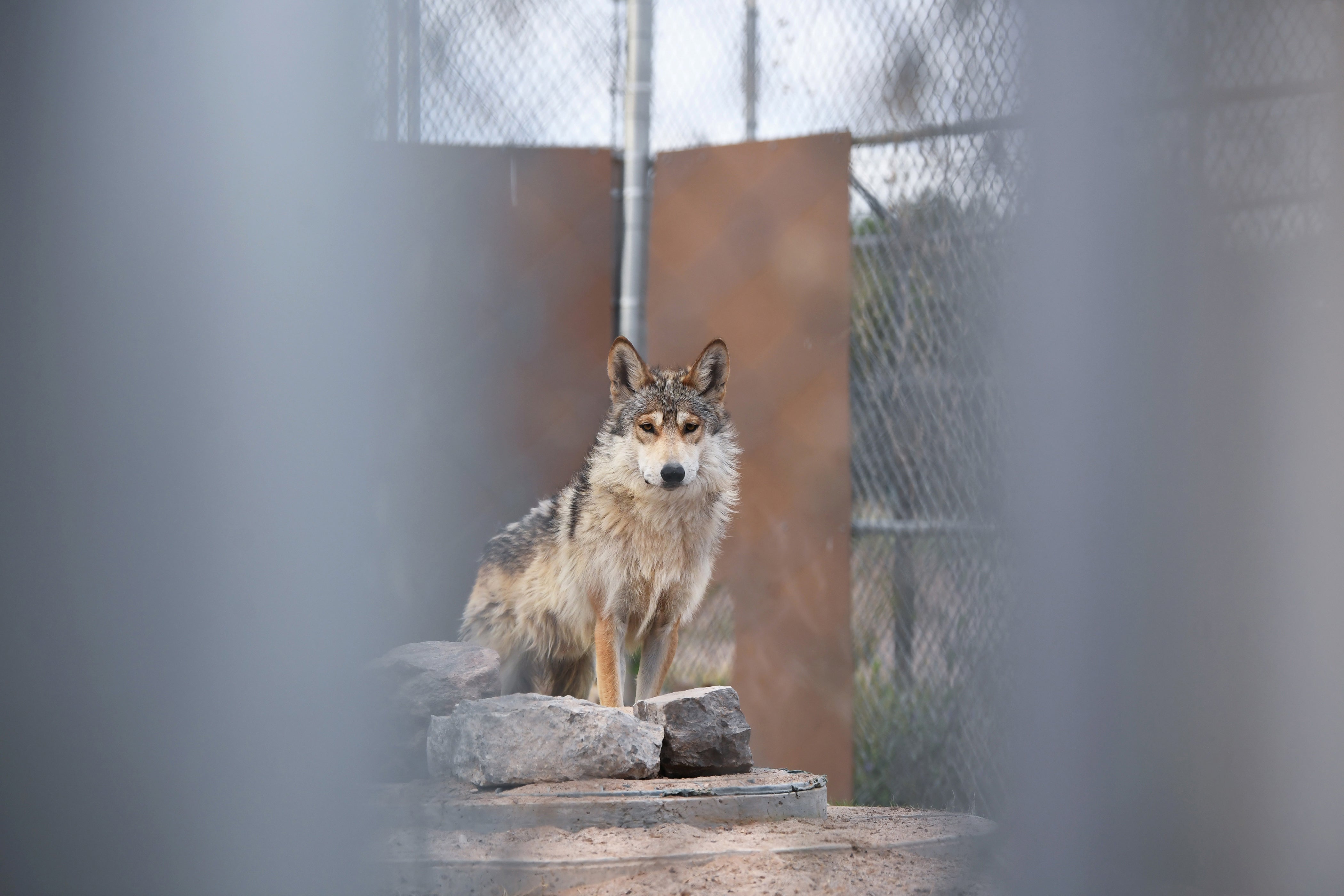 An adult Mexican wolf is seen in an enclosure at El Paso Zoo